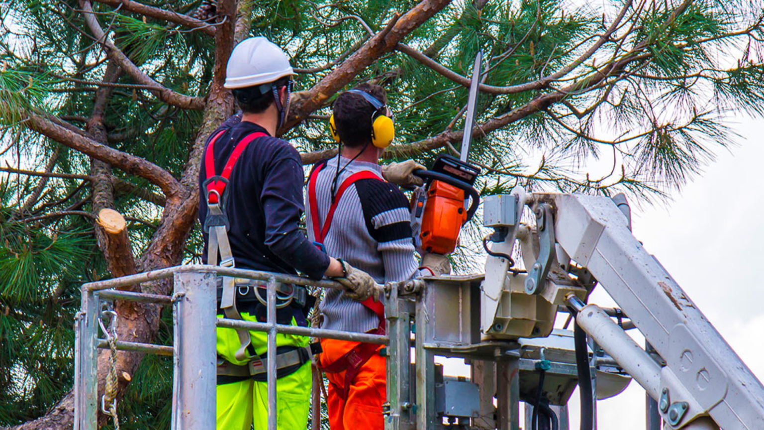 Trusted Arbor Care: Expert Tree Removal Solutions for Albany, NY Communities