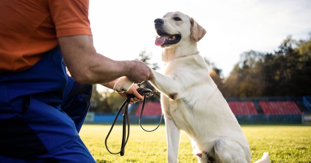 Dog Training Follow Up Sessions for Lasting Results